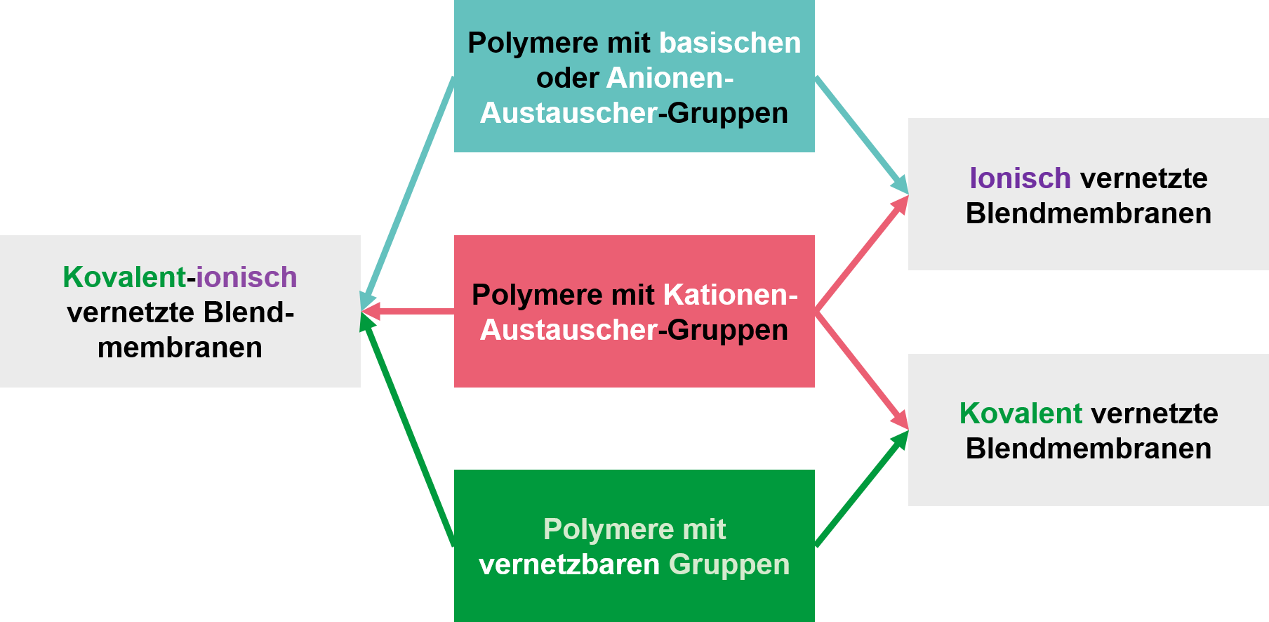 Membranentwicklung