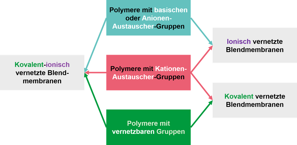 Membranentwicklung