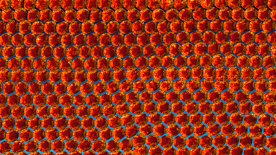 Simulation of Particle-laden Flows