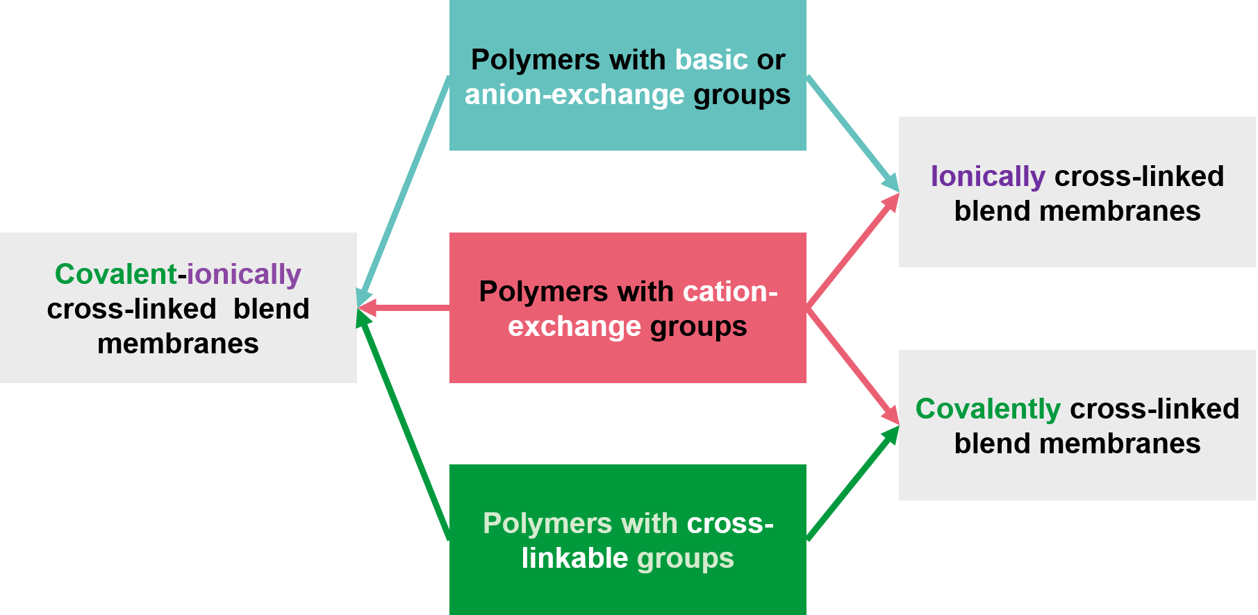 Membrane Development