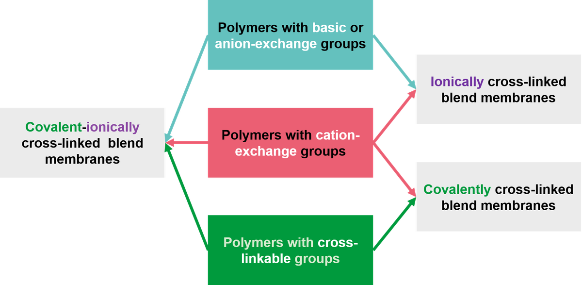 Membrane Development